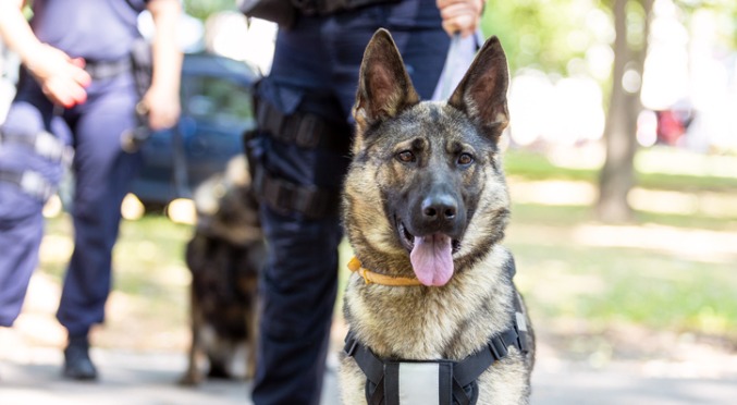 A report on the deployment of police dogs