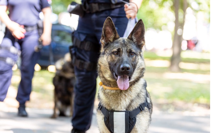 German Shepherd in police harness 