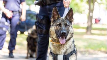A report on the deployment of police dogs