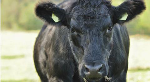 A report on Murdoch University's governance and oversight of farm management