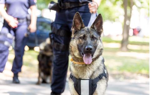 German Shepherd in police harness 